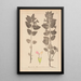 Herbier de la flore française Pl0878 - Louis Antoine Cusin — gerahmtes Bild an der Wand