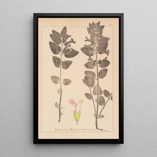 Louis Antoine Cusin - Herbier de la flore franaise Pl0878.webp