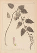 Herbier de la flore française Pl0880 - Louis Antoine Cusin — Ansicht des Kunstwerks