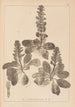 Herbier de la flore française Pl0895 - Louis Antoine Cusin — Ansicht des Kunstwerks