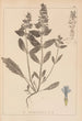 Herbier de la flore française Pl0896 - Louis Antoine Cusin — Ansicht des Kunstwerks