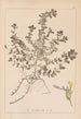 Herbier de la flore française Pl0903 - Louis Antoine Cusin — Ansicht des Kunstwerks
