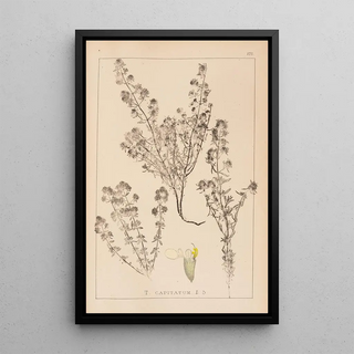 Louis Antoine Cusin - Herbier de la flore franaise Pl0915.webp