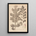 Herbier de la flore française Pl0916 - Louis Antoine Cusin — gerahmtes Bild an der Wand
