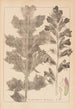 Herbier de la flore française Pl0916 - Louis Antoine Cusin — Ansicht des Kunstwerks