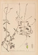 Herbier de la flore française Pl0917 - Louis Antoine Cusin — Ansicht des Kunstwerks