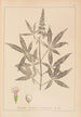 Herbier de la flore française Pl0918 - Louis Antoine Cusin — Ansicht des Kunstwerks