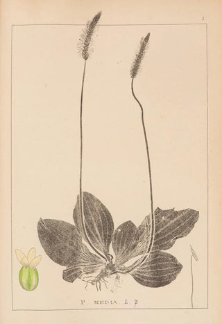 Louis Antoine Cusin - Herbier de la flore franaise Pl0923.webp