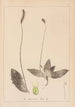 Herbier de la flore française Pl0924 - Louis Antoine Cusin — Ansicht des Kunstwerks