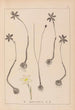 Herbier de la flore française Pl0969 - Louis Antoine Cusin — Ansicht des Kunstwerks