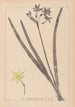 Herbier de la flore française Pl0971 - Louis Antoine Cusin — Ansicht des Kunstwerks