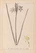 Herbier de la flore française Pl0972 - Louis Antoine Cusin — Ansicht des Kunstwerks