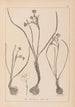 Herbier de la flore française Pl0974 - Louis Antoine Cusin — Ansicht des Kunstwerks