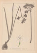 Herbier de la flore française Pl0975 - Louis Antoine Cusin — Ansicht des Kunstwerks