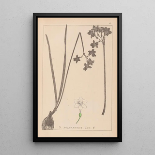 Louis Antoine Cusin - Herbier de la flore franaise Pl0975.webp