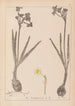 Herbier de la flore française Pl0977 - Louis Antoine Cusin — Ansicht des Kunstwerks