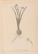 Herbier de la flore française Pl0978 - Louis Antoine Cusin — Ansicht des Kunstwerks