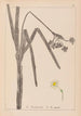 Herbier de la flore française Pl0979 - Louis Antoine Cusin — Ansicht des Kunstwerks
