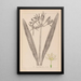 Herbier de la flore française Pl0980 - Louis Antoine Cusin — gerahmtes Bild an der Wand