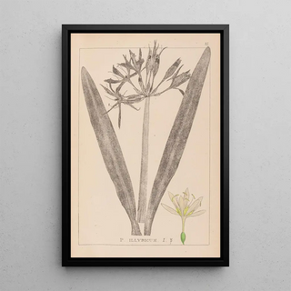 Louis Antoine Cusin - Herbier de la flore franaise Pl0980.webp