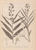 Herbier de la flore française Pl0983 - Louis Antoine Cusin — Ansicht des Kunstwerks