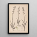 Herbier de la flore française Pl0986 - Louis Antoine Cusin — gerahmtes Bild an der Wand