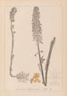 Herbier de la flore française Pl0990 - Louis Antoine Cusin — Ansicht des Kunstwerks