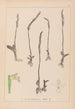 Herbier de la flore française Pl0994 - Louis Antoine Cusin — Ansicht des Kunstwerks