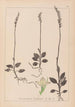 Herbier de la flore française Pl0995 - Louis Antoine Cusin — Ansicht des Kunstwerks