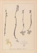 Herbier de la flore française Pl0999 - Louis Antoine Cusin — Ansicht des Kunstwerks