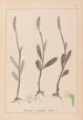 Herbier de la flore française Pl1001 - Louis Antoine Cusin — Ansicht des Kunstwerks