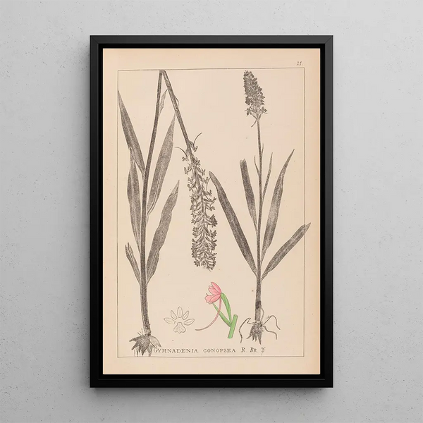 Louis Antoine Cusin - Herbier de la flore franaise Pl1002.webp