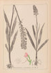 Herbier de la flore française Pl1002 - Louis Antoine Cusin — Ansicht des Kunstwerks