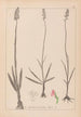 Herbier de la flore française Pl1003 - Louis Antoine Cusin — Ansicht des Kunstwerks