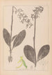 Herbier de la flore française Pl1006 - Louis Antoine Cusin — Ansicht des Kunstwerks