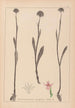 Herbier de la flore française Pl1007 - Louis Antoine Cusin — Ansicht des Kunstwerks