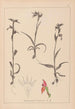 Herbier de la flore française Pl1008 - Louis Antoine Cusin — Ansicht des Kunstwerks
