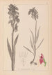 Herbier de la flore française Pl1010 - Louis Antoine Cusin — Ansicht des Kunstwerks