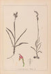 Herbier de la flore française Pl1012 - Louis Antoine Cusin — Ansicht des Kunstwerks