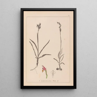 Louis Antoine Cusin - Herbier de la flore franaise Pl1012.webp
