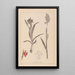 Herbier de la flore française Pl1013 - Louis Antoine Cusin — gerahmtes Bild an der Wand