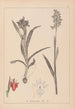 Herbier de la flore française Pl1013 - Louis Antoine Cusin — Ansicht des Kunstwerks