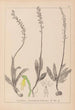 Herbier de la flore française Pl1015 - Louis Antoine Cusin — Ansicht des Kunstwerks