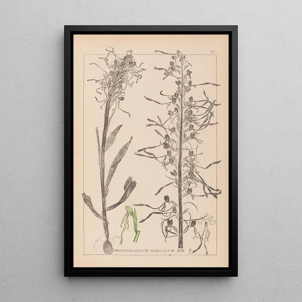 Louis Antoine Cusin - Herbier de la flore franaise Pl1016.webp