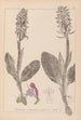 Herbier de la flore française Pl1017 - Louis Antoine Cusin — Ansicht des Kunstwerks