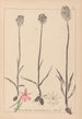 Herbier de la flore française Pl1018 - Louis Antoine Cusin — Ansicht des Kunstwerks