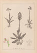 Herbier de la flore française Pl1022 - Louis Antoine Cusin — Ansicht des Kunstwerks