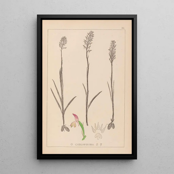 Louis Antoine Cusin - Herbier de la flore franaise Pl1024.webp