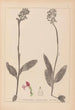 Herbier de la flore française Pl1031 - Louis Antoine Cusin — Ansicht des Kunstwerks
