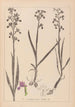 Herbier de la flore française Pl1034 - Louis Antoine Cusin — Ansicht des Kunstwerks